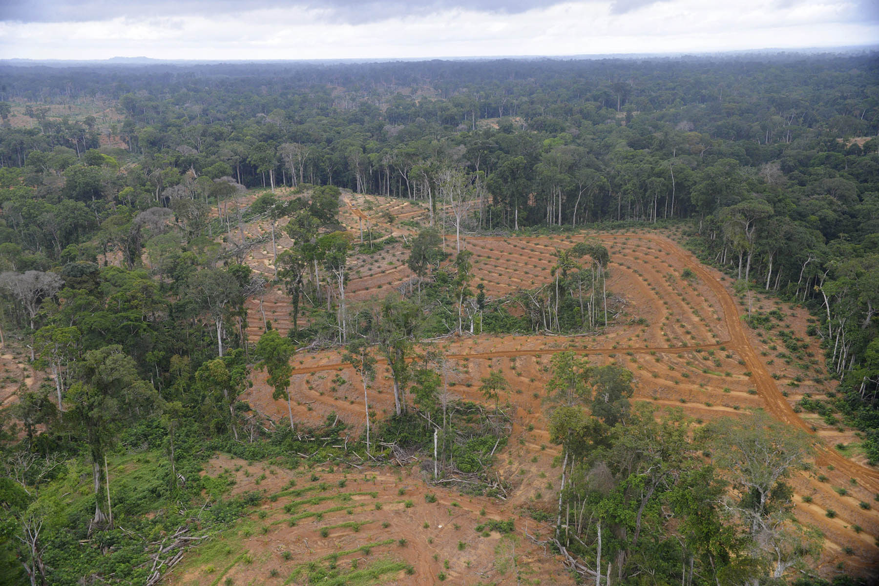 © Xavier Bourgois / Getty ImagesWald gerodet: Palmölplantage von Olam in Kango, Gabun.